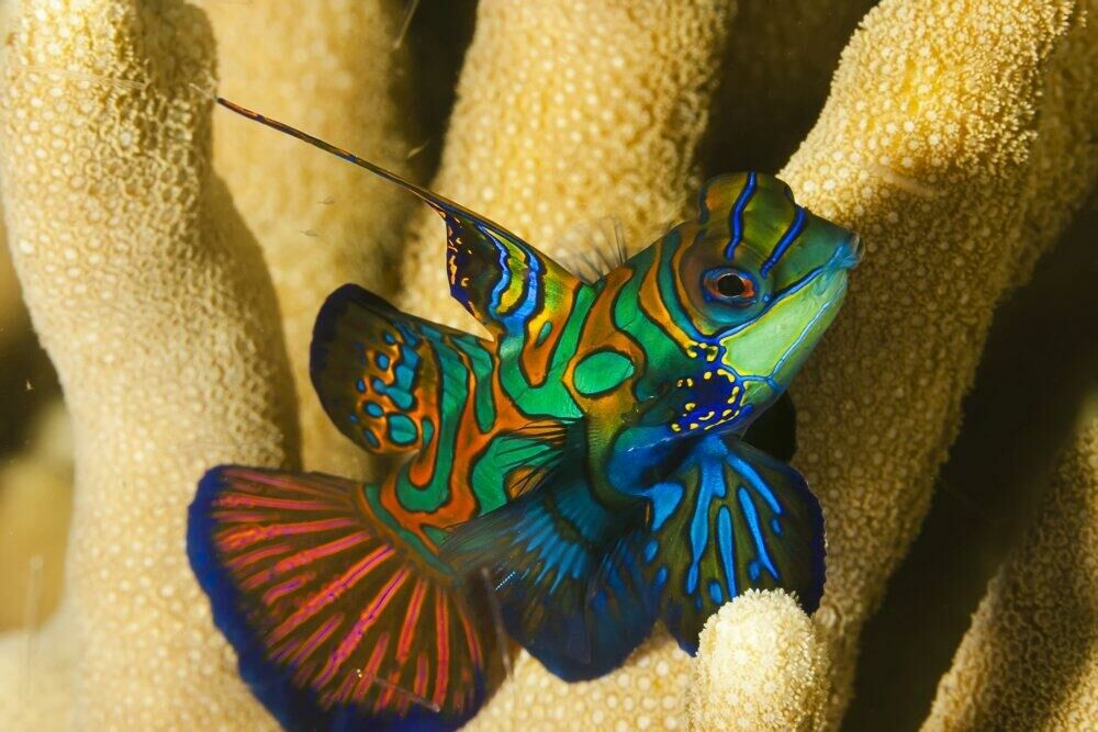 Imagem do Peixe-Mandarim